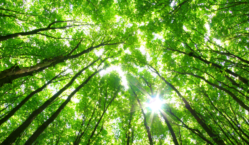 Green trees color background