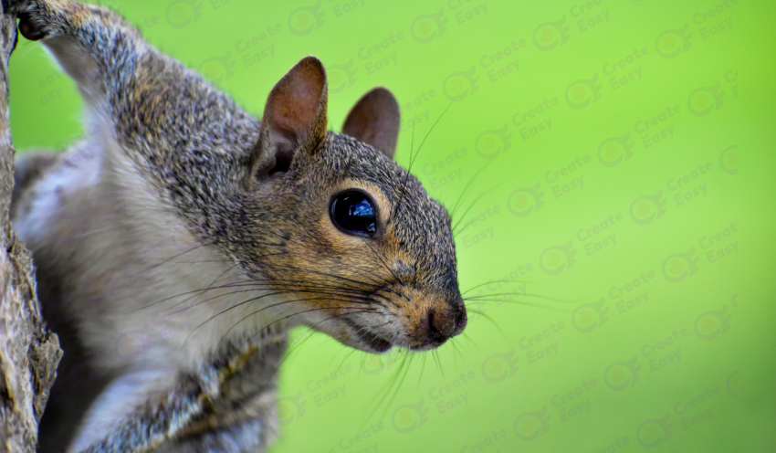 Eastern gray squirrel color texture background