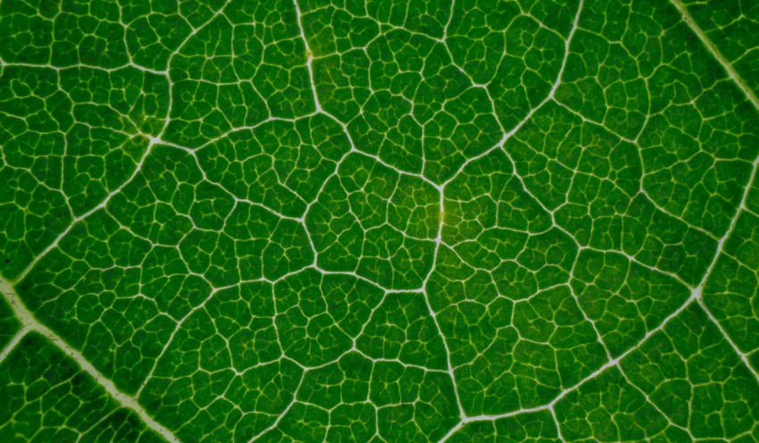 Kanono color texture background
