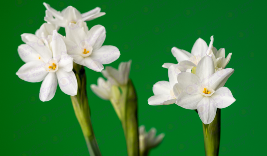 Paperwhite narcissus color texture background