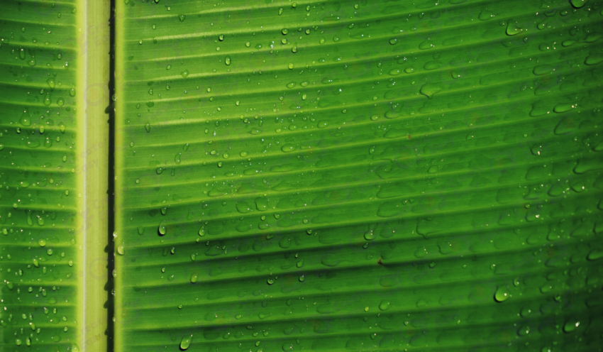 Banana leaf color texture background