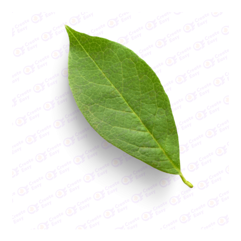 Curry Leaf png