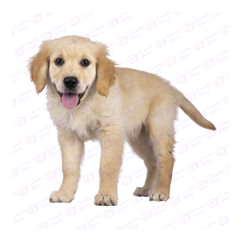 Golden Retriever png image