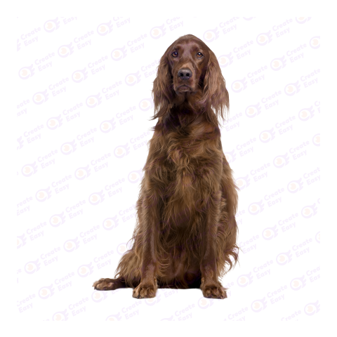 Irish Setter png image