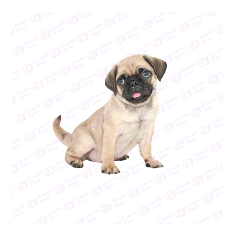 Pug png image