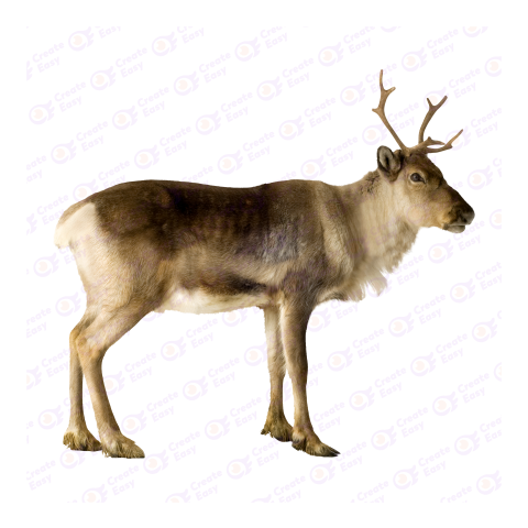 Reindeer png image