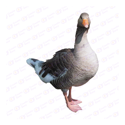 Domestic goose png image