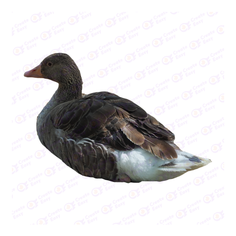 Domestic goose png image