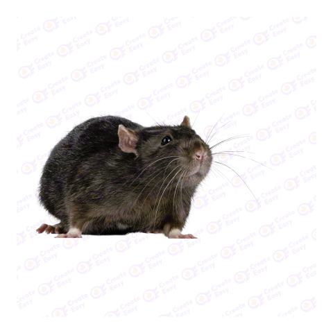 Brown rat png image