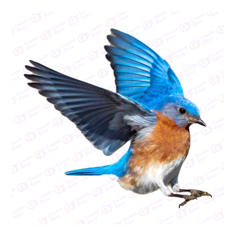 Eastern bluebird png image