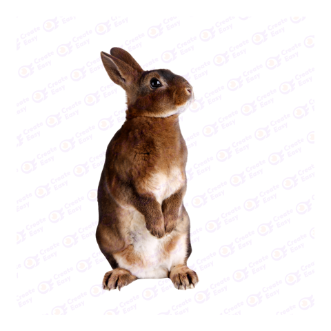 Rex rabbit png image