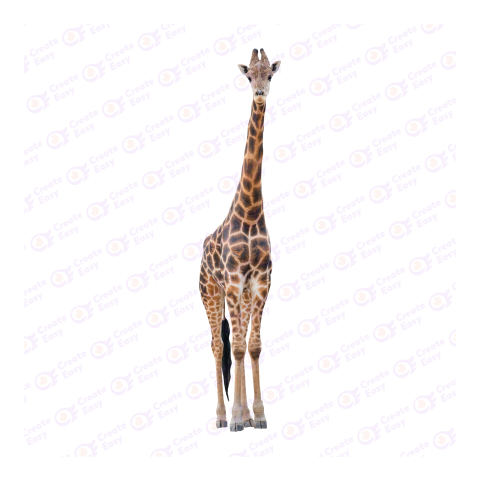 Giraffe png image