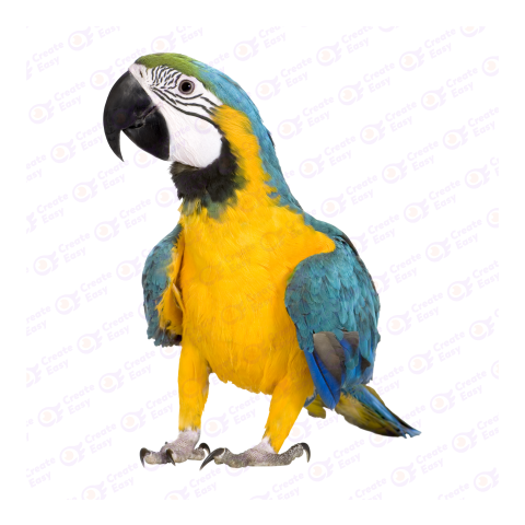 Macaw png image