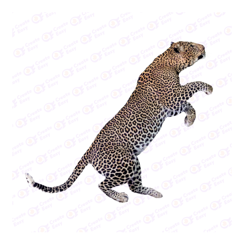 African leopard png image