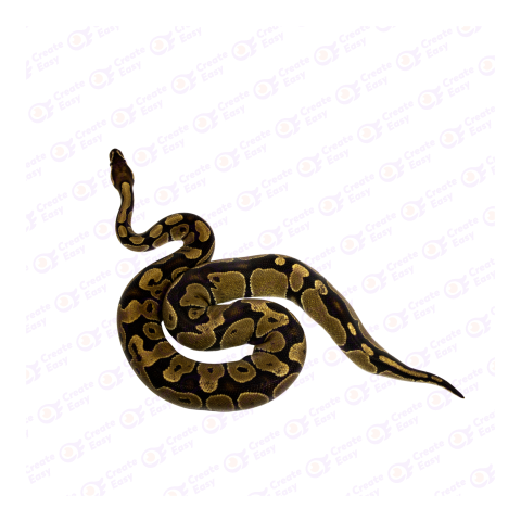 Ball python png image