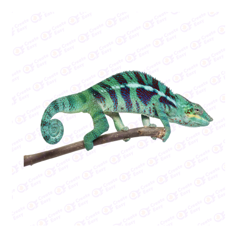 Panther chameleon png image