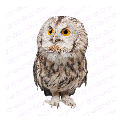 Tawny owl png image