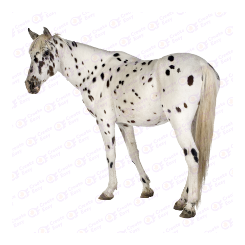 Appaloosa Horse png image