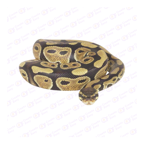 Ball python png image