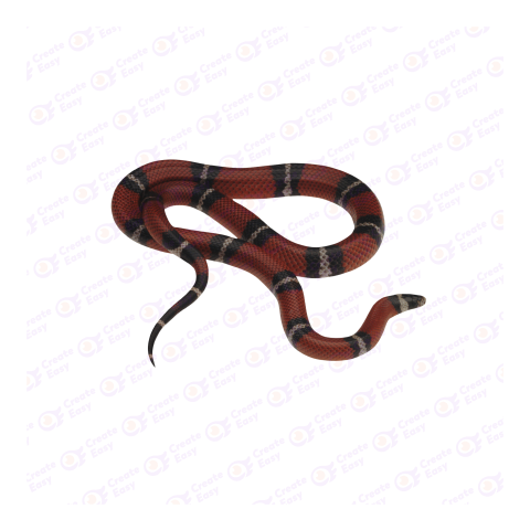 Sinaloan milk snake png image