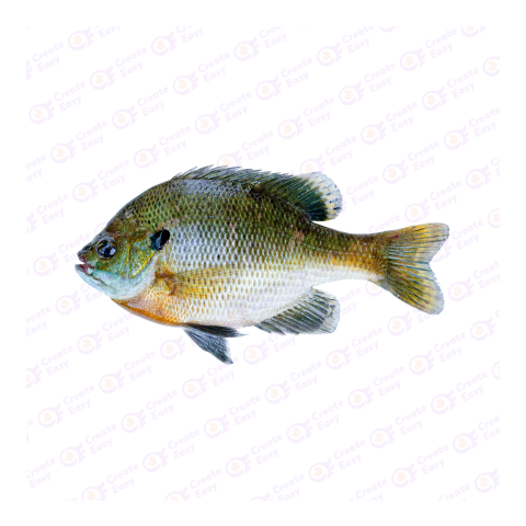 Bluegill png image