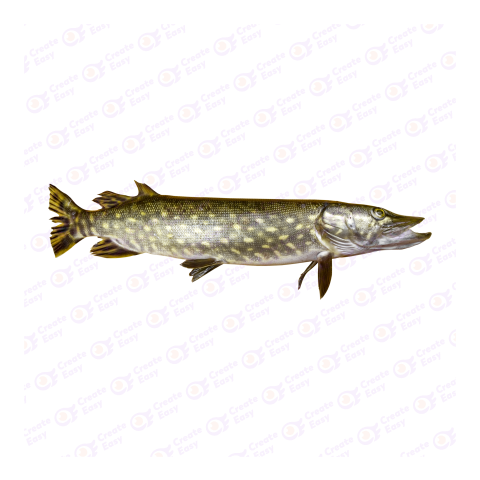 Northern pike png image