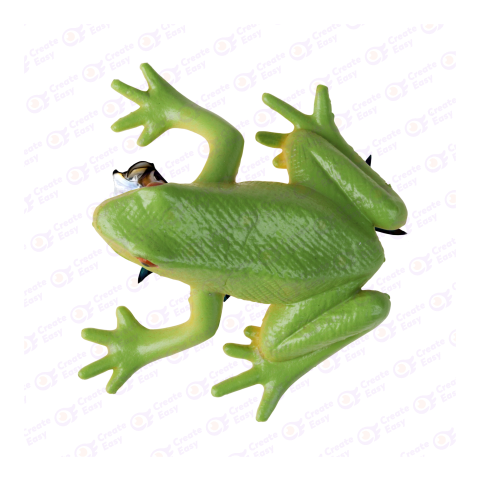 Tree frog png image