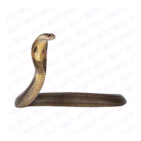 Egyptian cobra png image