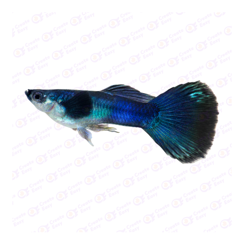 Guppy png image