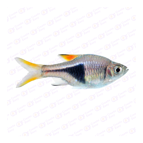 Harlequin rasbora png image