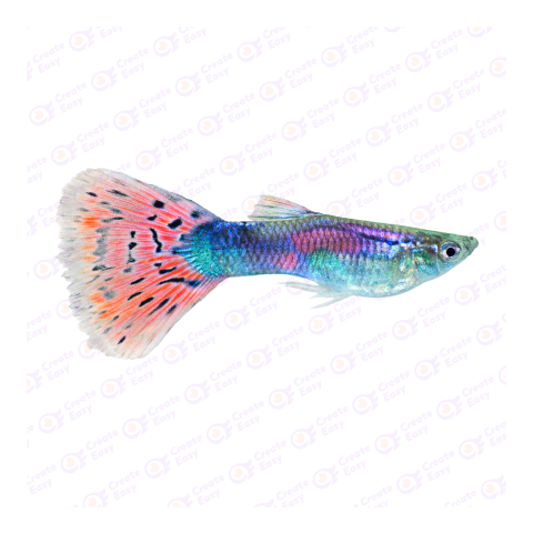 Guppy png image