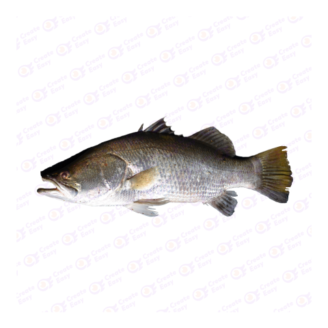 Barramundi png image