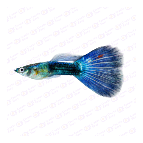 Guppy png image