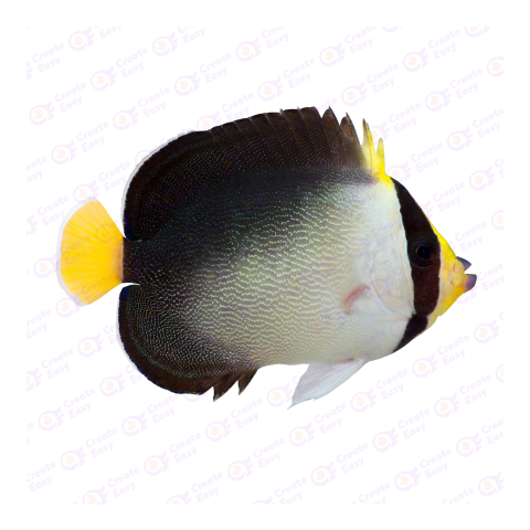 Chaetodontoplus png image