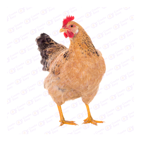 Rooster png image