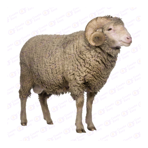 Merino png image
