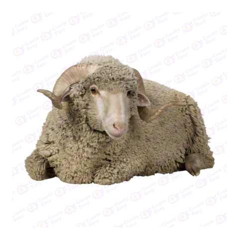 Merino png image