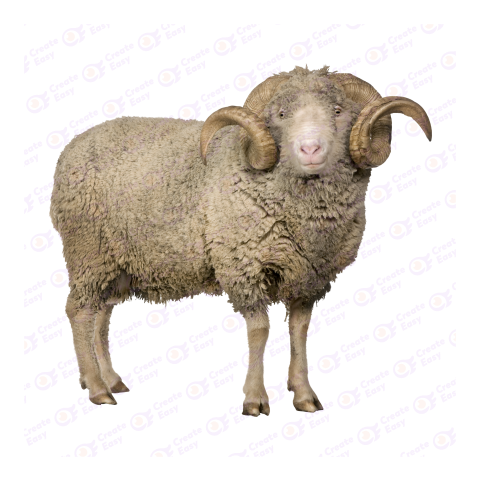 Merino png image