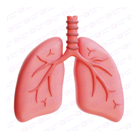 Human respiratory system Lung Free 3d png image