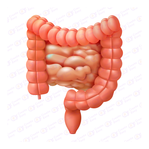 Large intestine Free 3d png image