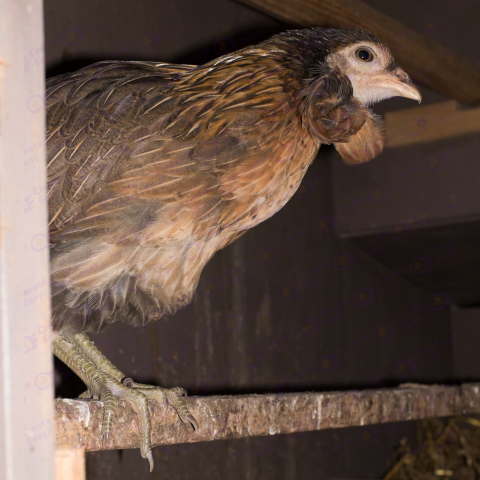Ameraucana free png images