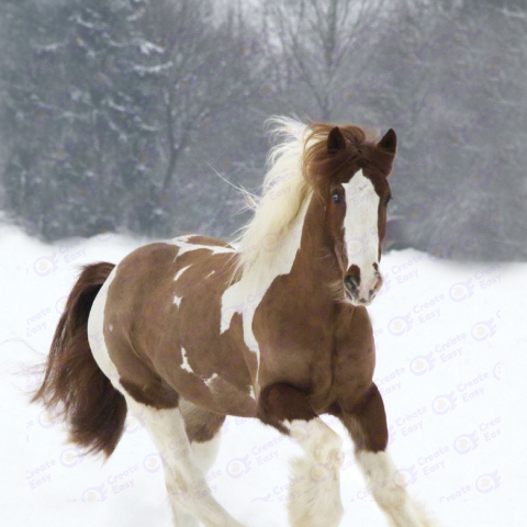 Gypsy Vanner free png image
