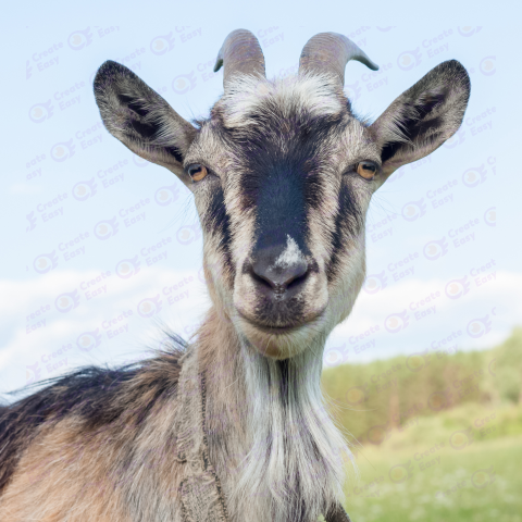 Capra Grigia free png image