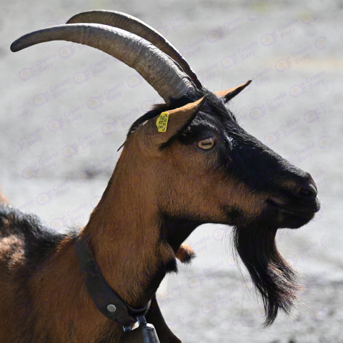 Chamois Coloured goat free png image