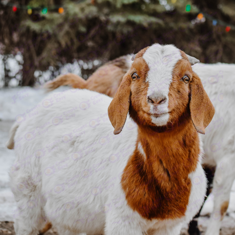 Boer goat free png image