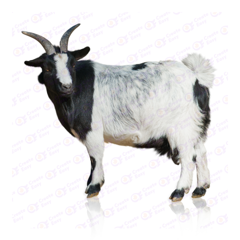 American Pygmy free png image