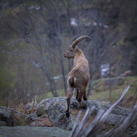 Alpine ibex free png image