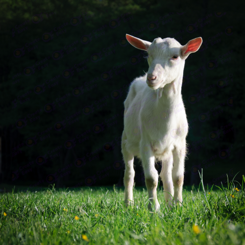 Saanen goat free png image