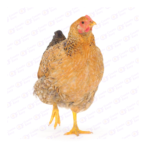 Wyandotte chicken Free png image