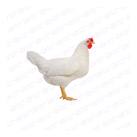 Leghorn chicken png image